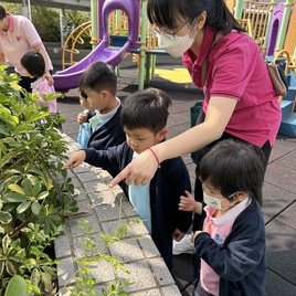 原來葉子有不同的形狀。