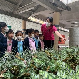 這些葉子有花紋，很特別呢!