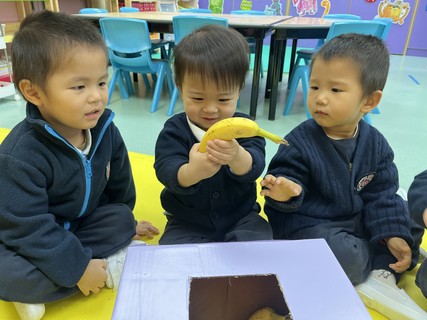 2026.2.12 Group A Project study_Fruit